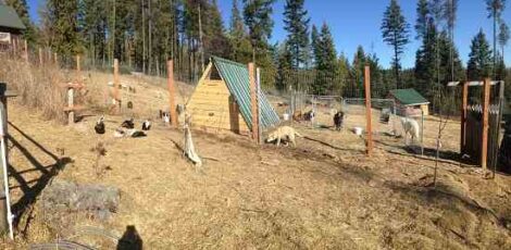 A Month in the Life on the Homestead Image